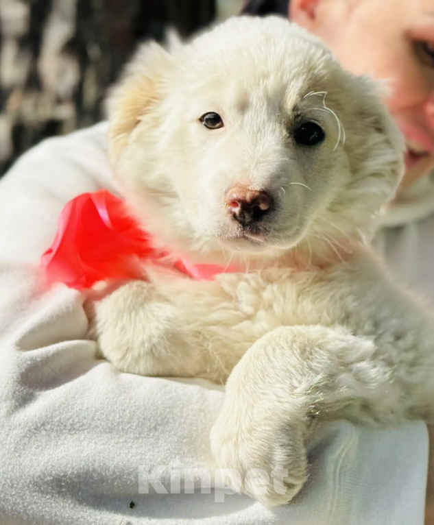 Собаки в других городах Краснодарского края: я жду тебя Девочка, 10 руб. - фото 3