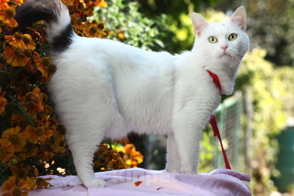 Кошки в Москве: Белоснежная кошечка в добрые руки  Девочка, Бесплатно - фото 5