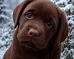 Собаки в Москве: Обворожительный шоколадный щенок лабррадора Девочка, 150 000 руб. - фото 1