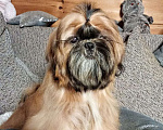 Собаки в Сергиеве Посаде: Щенок Ши-тцу из питомника. Девочка. Золотая продается Девочка, 65 000 руб. - фото 3