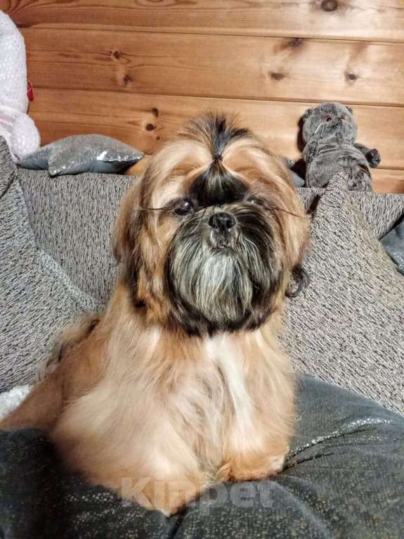 Собаки в Сергиеве Посаде: Щенок Ши-тцу из питомника. Девочка. Золотая продается Девочка, 65 000 руб. - фото 3