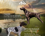 Собаки в Краснодаре: девочка курцхаара из питомника Охотничья Академия Девочка, 50 000 руб. - фото 2