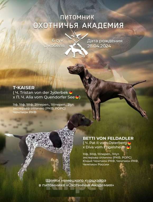 Собаки в Краснодаре: девочка курцхаара из питомника Охотничья Академия Девочка, 50 000 руб. - фото 2