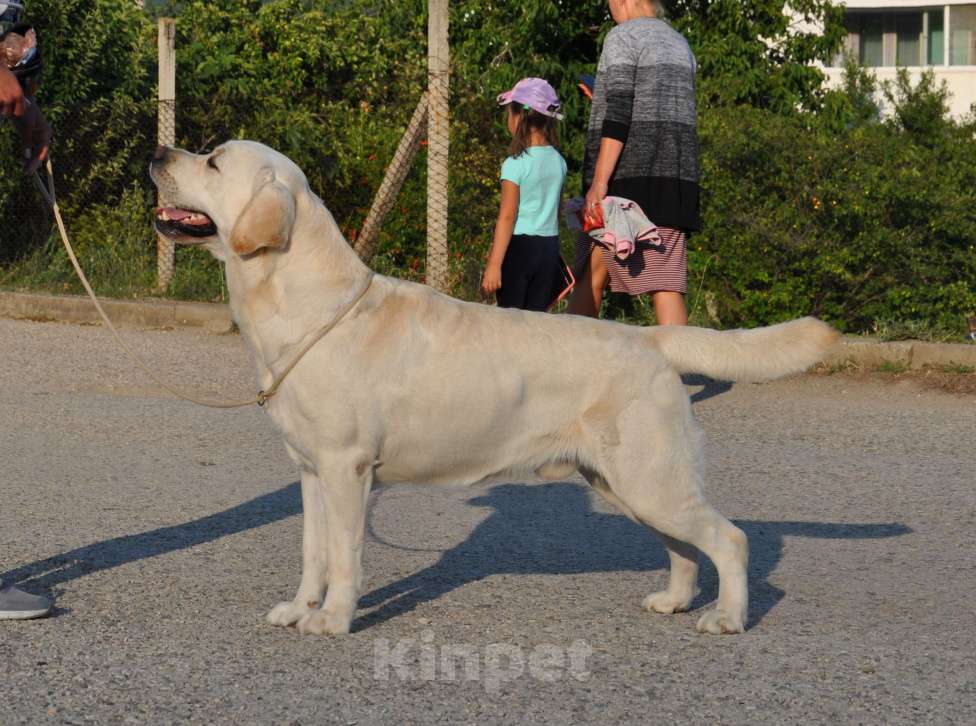 Собаки в Симферополе: Лабрадор ретривер. Чемпион России. Мальчик, Бесплатно - фото 3