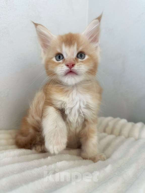 Кошки в Москве: Мейн-Кун котенок с документами WCF Мальчик, 65 000 руб. - фото 2