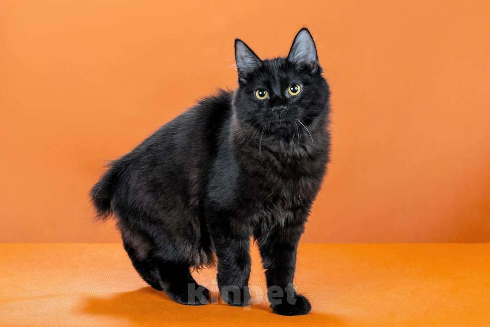 Кошки в Омске: кошечка курильского бобтейла Девочка, 30 000 руб. - фото 6