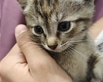 Кошки в Мытищах: Котики в добрые руки Девочка, Бесплатно - фото 1