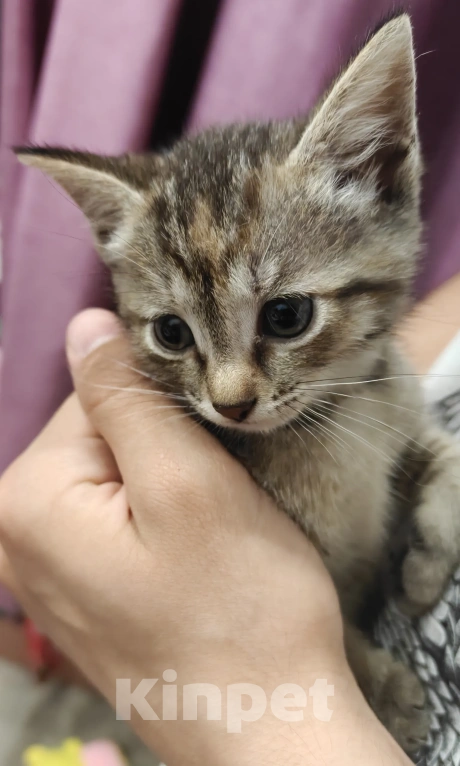 Кошки в Мытищах: Котики в добрые руки Девочка, Бесплатно - фото 1