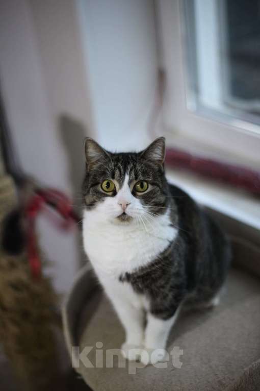 Кошки в Санкт-Петербурге: Шарлотта — ласковая кошка, кокетка, красотка Девочка, Бесплатно - фото 2