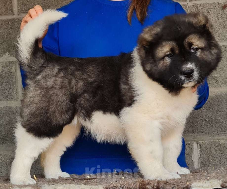 Собаки в Новосибирске: Великолепные, породные щенки кавказской овчарки для племенной и выставочной карьеры. Привиты. Девочка, Бесплатно - фото 5
