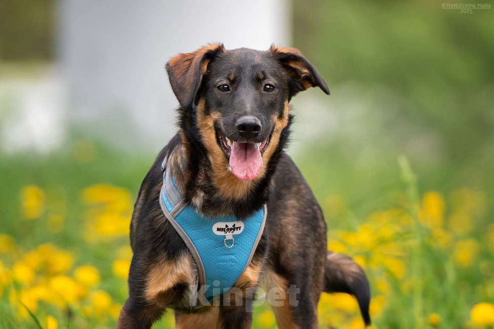 Собаки в Москве: Эльза - для горячих сердцем Девочка, Бесплатно - фото 2