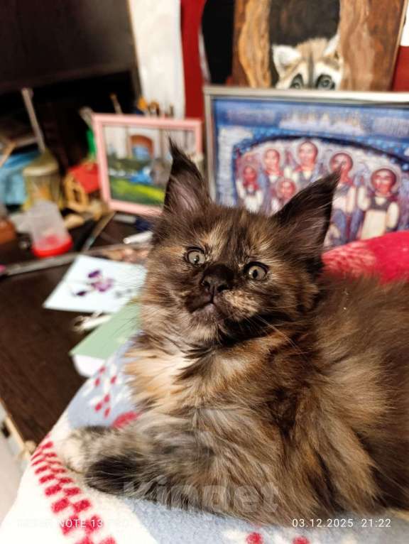 Кошки в Воронеже: Уникальная девочка, котенок Мейн кун Девочка, 30 000 руб. - фото 1