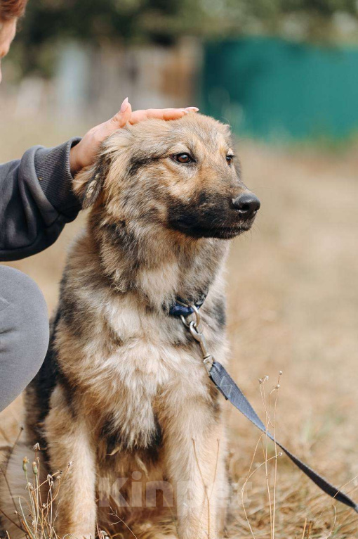 Собаки в Москве: Злата ищет семью,9мес, Привита  Девочка, Бесплатно - фото 3