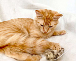 Кошки в Москве: Рыжий котик Фокс в добрые руки Мальчик, Бесплатно - фото 3
