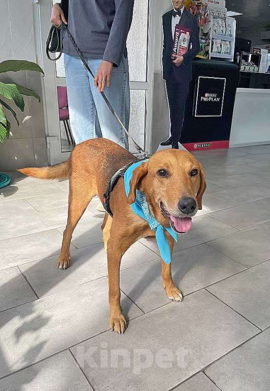 Собаки в Москве: Добрый, нежный песик Рыжулик, метис Русской Гончей в дар Мальчик, 10 руб. - фото 8