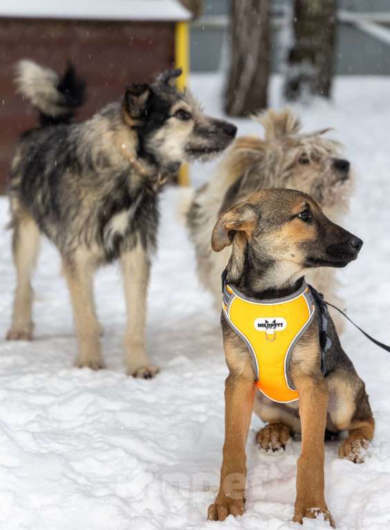 Собаки в Москве: Отдам щенка в добрые руки Девочка, Бесплатно - фото 7