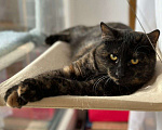 Кошки в Москве: Изюминка ищет дом  Девочка, Бесплатно - фото 2