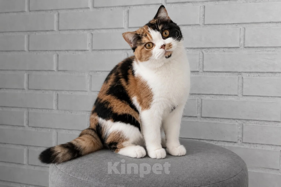Кошки в Люберцах: Британский котенок Девочка, 45 000 руб. - фото 2