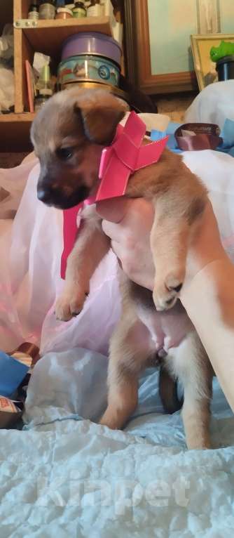 Собаки в Воронеже: Представляютса вам. Отличные щенки ! Аляскинский маламут . мальчики и девочки . по цене 5000. Р. Мальчик, 5 000 руб. - фото 6