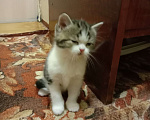 Кошки в Краснодаре: кошечка красавица Девочка, 5 000 руб. - фото 8