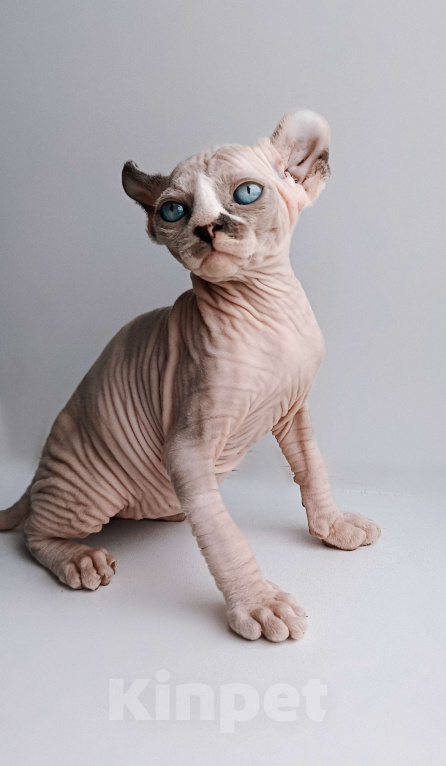 Кошки в Нефтекамске: канадский сфинкс эльф Девочка, 35 000 руб. - фото 4