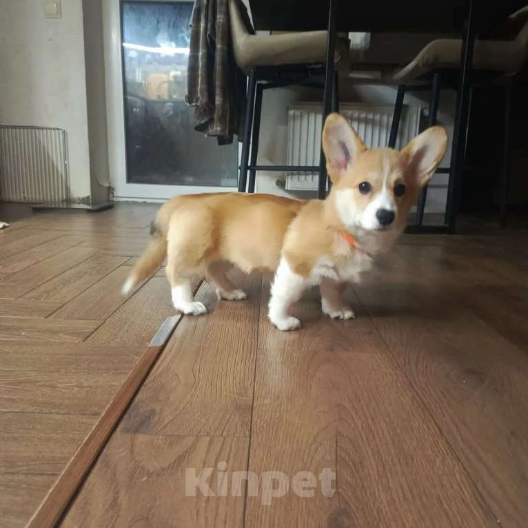 Собаки в Краснодаре: Щенок девочка Девочка, Бесплатно - фото 2