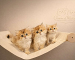 Кошки в Москве: Британские длинношерстные золотые котята Разнополые, Бесплатно - фото 1