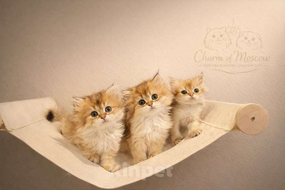 Кошки в Москве: Британские длинношерстные золотые котята Разнополые, Бесплатно - фото 1
