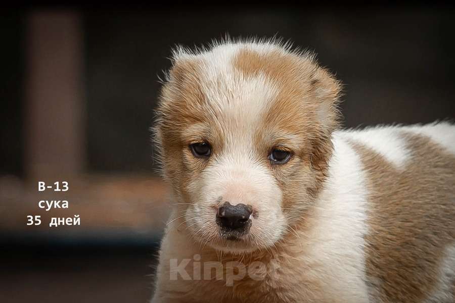 Собаки в Москве: Среднеазиатская овчарка (алабай) Девочка, 30 000 руб. - фото 1