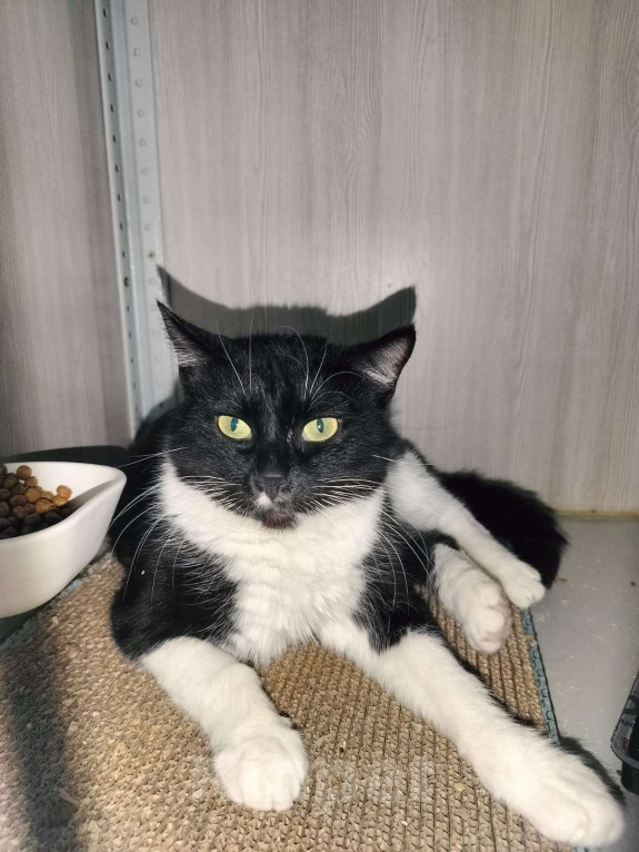 Кошки в Москве: Мася Девочка, Бесплатно - фото 7