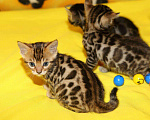 Кошки в Собинке: Шикарные бенгалята с документами, 15 000 руб. - фото 1