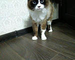 Кошки в Чебоксарах: Вязка кота, 1 800 руб. - фото 4