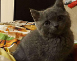Кошки в Мглине: Вязка британский кот, 1 руб. - фото 4