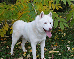 Собаки в Горном-Алтайске: На вязку кобель белый Мальчик, 10 000 руб. - фото 5