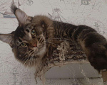 Кошки в Ливны: Шикарные котята мейн кун, 40 000 руб. - фото 7