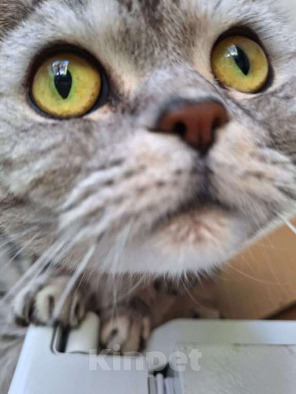 Кошки в Стерлитамаке: Ваш будущий кот Мальчик, Бесплатно - фото 4