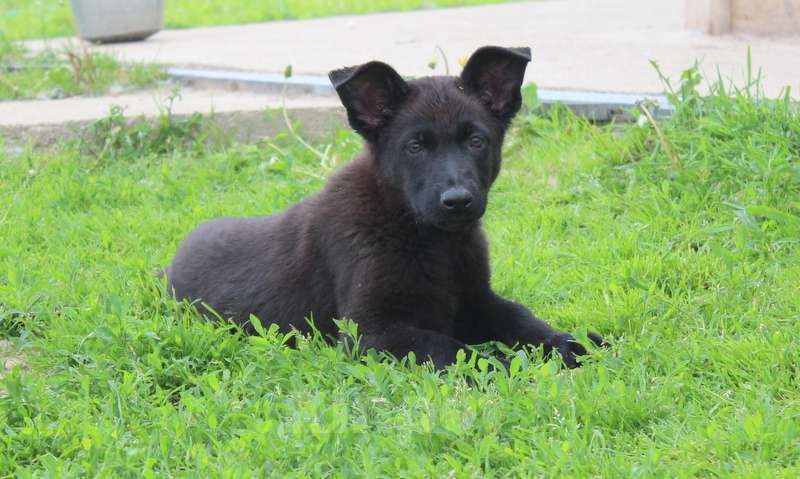 Собаки в Москве: Румба Девочка, 45 000 руб. - фото 2