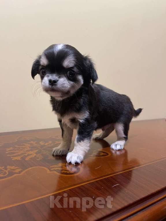 Собаки в других городах Московской области: Щенок чихуахуа мальчик Приц Мальчик, 75 000 руб. - фото 5