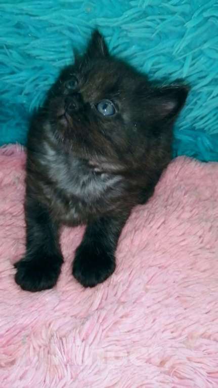 Кошки в Москве: Шотландские котята хайленд Мальчик, 5 000 руб. - фото 9