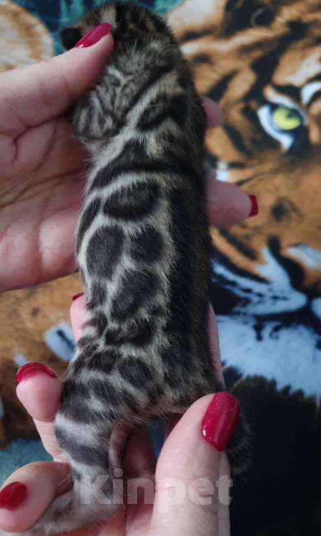 Кошки в Симферополе: Бенгальские котята Мальчик, 80 000 руб. - фото 8