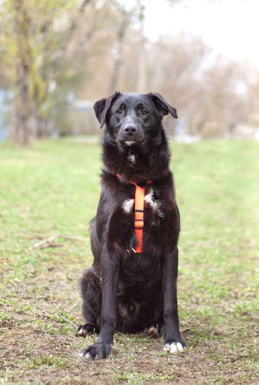 Собаки в Москве: Нежный и ласковый Уинтер в поисках дома Мальчик, Бесплатно - фото 5