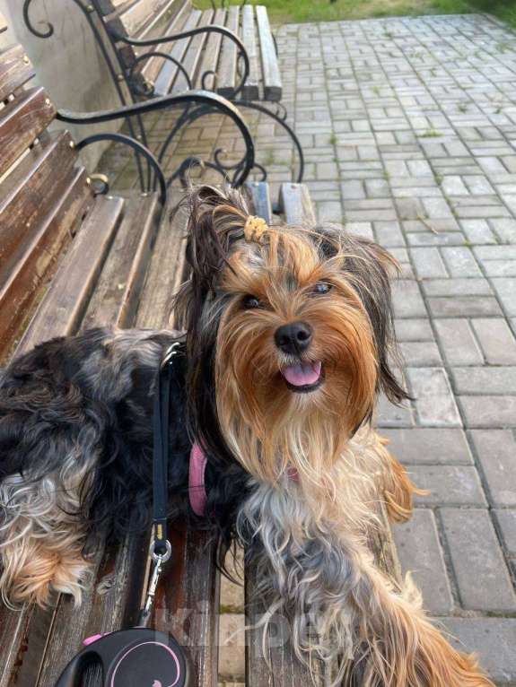 Собаки в Хабаровске: Йоркширский терьер щенки Разнополые, 40 000 руб. - фото 3