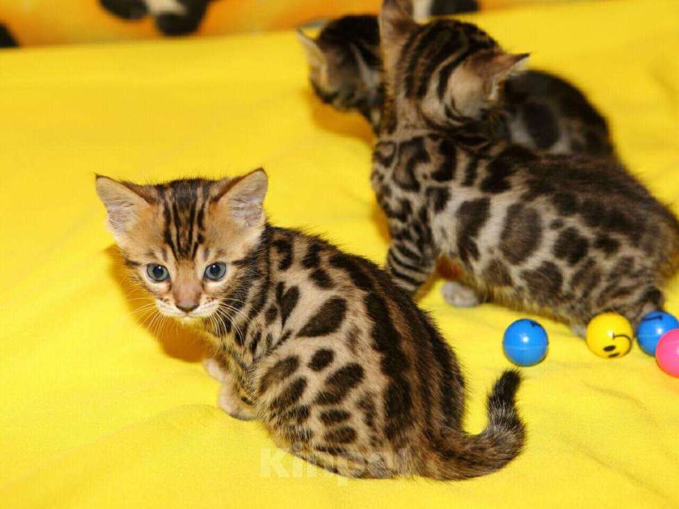 Кошки в Собинке: Шикарные бенгалята с документами, 15 000 руб. - фото 1