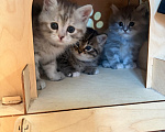 Кошки в Ярославле: Котенок девочка полосатая Девочка, 1 000 руб. - фото 1