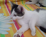 Кошки в Рязани:  Котята Мальчик, 1 руб. - фото 1