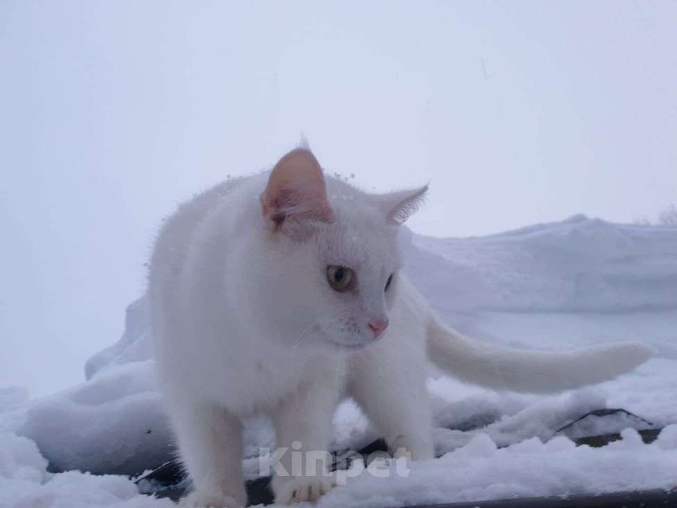 Кошки в Дмитрове: Кошечки стерилизованные  Девочка, Бесплатно - фото 1