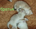 Кошки в Санкт-Петербурге: Шотландский кот Мальчик, Бесплатно - фото 6