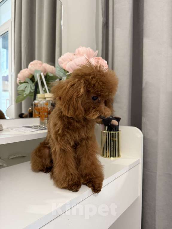 Собаки в Москве: Той пудель щенок Девочка, 100 000 руб. - фото 3