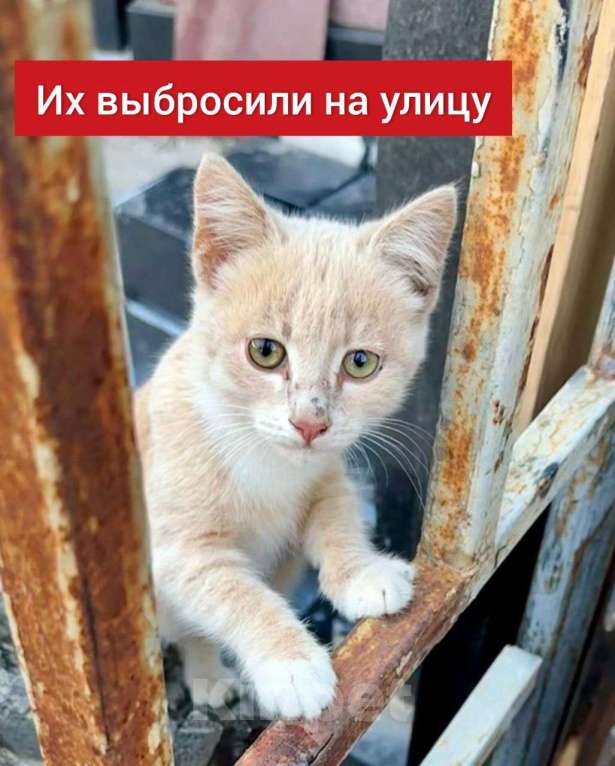 Кошки в Москве: Котят выкинули на улицу  Мальчик, Бесплатно - фото 1