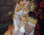 Кошки в Москве: Котёнок Мейн-кун полидакт Девоча Девочка, 70 000 руб. - фото 8